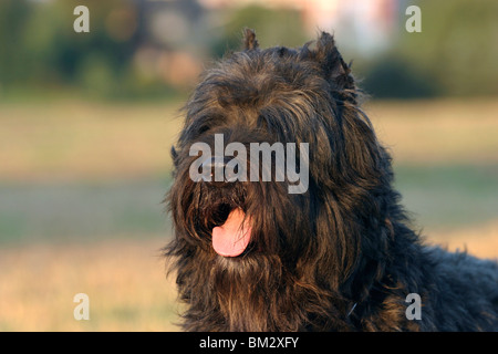 Bouvier Des Flandres Portrait Stockfoto