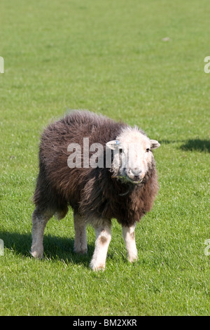 Herdwick Schafe grasen auf Dalton, Dumfries & Galloway, Schottland Stockfoto