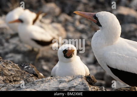 Nazca-Tölpel, Sula Granti Verschachtelung Kolonie, 'Punta Suarez', Espanola, Galapagos-Inseln, Ecuador Stockfoto