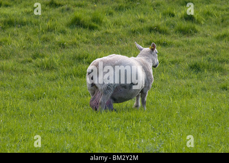 EWE ziehen geschwollene Zitzen entlang Rasen, Dumfries & Galloway, Schottland Stockfoto