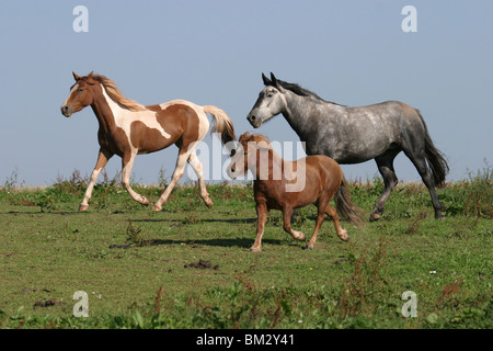 Pferde Auf der Weide / Pferde Stockfoto
