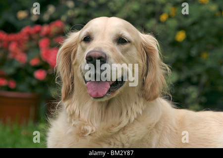 Golden Retriever Porträt Stockfoto