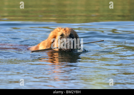 Leonberger Junghund Im Wasser / Leonberger im Wasser Stockfoto