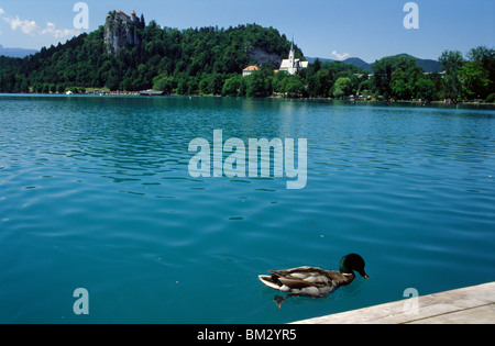 Slowenien, 15. Juni 2009--eine Ente am Bleder See. Bled Castle kann im Hintergrund zu sehen. Stockfoto