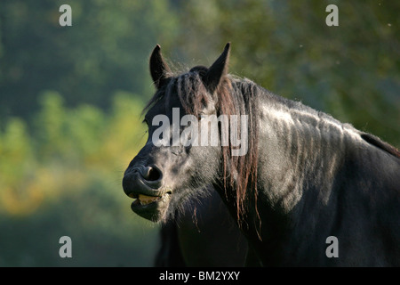 Friese Im Portrait / friesische Porträt Stockfoto