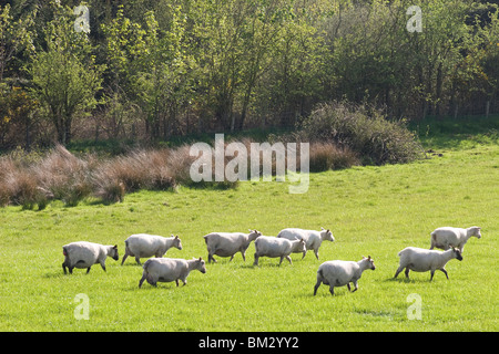 Herde von geschert schwanger Beltex Mutterschafe im Feld, Dumfries & Galloway, Schottland Stockfoto