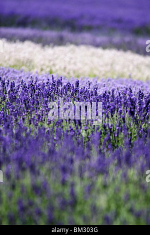 [Cotswold Lavender Farm], bunten Blumenfeld Lila Lavendel gepflanzt in Zeilen, Snowshill, Worcestershire, England, UK Stockfoto