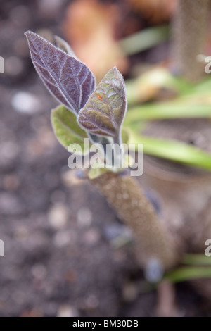 Paulownia Tomentosa - Paulownia Tomentosa (auch bekannt als Kaiserin Baum, Prinzessin Baum oder Fingerhut Baum) Stockfoto