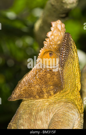 Parsons Chamäleon (Calumma Parsonii), Madagaskar Stockfoto