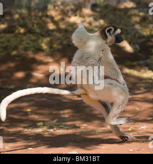 Die tanzen verreaux Sifaka (Propithecus verreauxi), Madagaskar Stockfoto