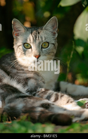 Hauskatze / Inland Katze Stockfoto