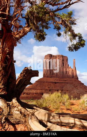 Monument Valley Navajo Tribal Park - West Fäustling umrahmt von Wacholder - Utah und Arizona, USA Stockfoto