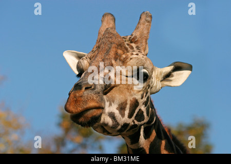 Rothschildgiraffe Im Portrait / Giraffe Stockfoto