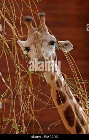 Rothschildgiraffe Im Portrait / Giraffe Stockfoto