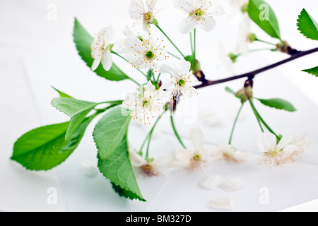 weiß blühenden Kirsche Zweig auf ein leeres Blatt Papierumschlag Stockfoto