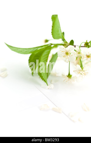 weiß blühenden Kirsche Zweig auf ein leeres Blatt Papierumschlag Stockfoto