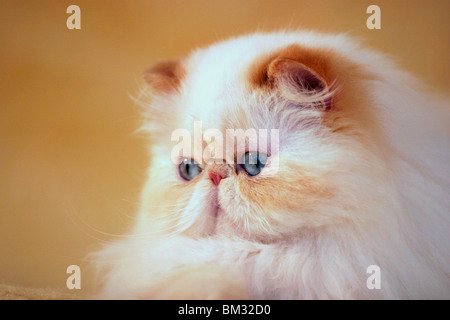 Perserkatze / Perserkatze Portrait Stockfoto