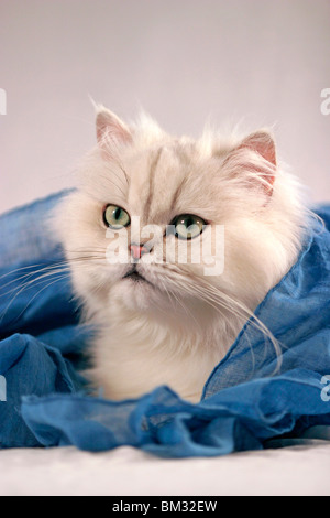Perserkatze / Perserkatze Portrait Stockfoto