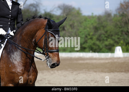 Pferd auf Rennen, wartet auf start Stockfoto