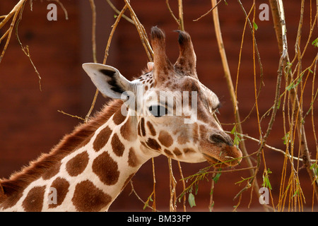 Rothschildgiraffe Im Portrait / Giraffe Stockfoto