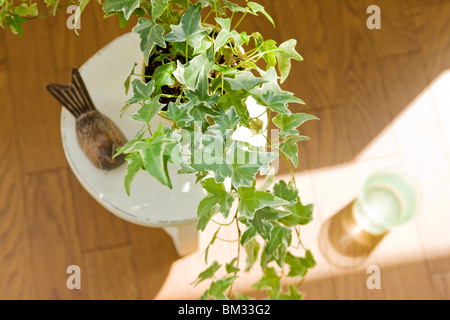 Topfpflanze auf einem Hocker Stockfoto