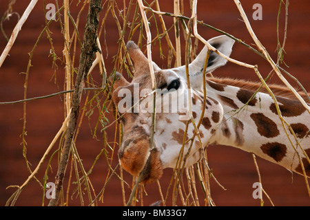 Rothschildgiraffe Im Portrait / Giraffe Stockfoto