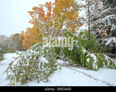 Erste Herbst plötzliche Schnee im Stadtpark Stockfoto