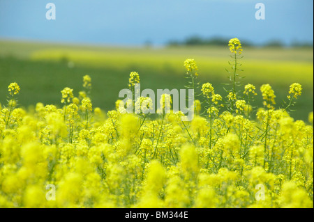 Senf Blumen, Nahaufnahme, Differential, biei Stadt, Hokkaido Prefecture, Japan Stockfoto