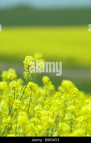 Senf Blumen, Nahaufnahme, Differential, biei Stadt, Hokkaido Prefecture, Japan Stockfoto