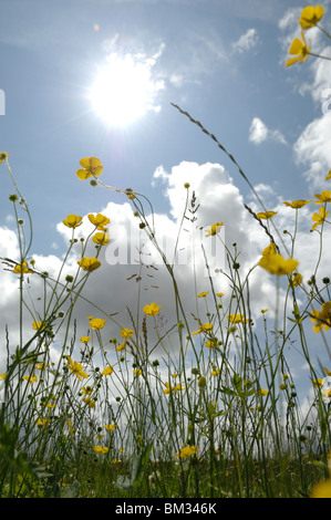 Hinterleuchtete Gräser und große Wiese Butterblumen mit blauem Himmel und flauschige Wolken an einer englischen Sommertag. Stockfoto