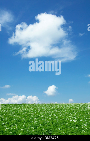 Kartoffelfeld, biei Stadt, Hokkaido Prefecture, Japan Stockfoto