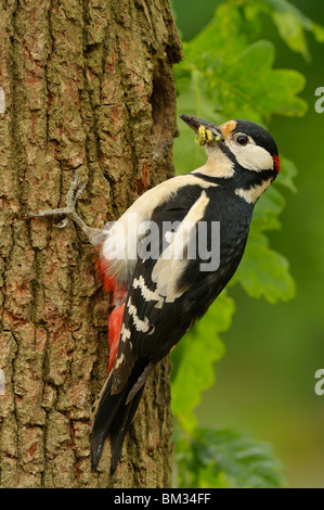 Buntspecht (Picoides großen, großen Dendrocopos). Männchen in der Nähe von Loch Nest mit Nahrung im Schnabel, Niederlande Stockfoto