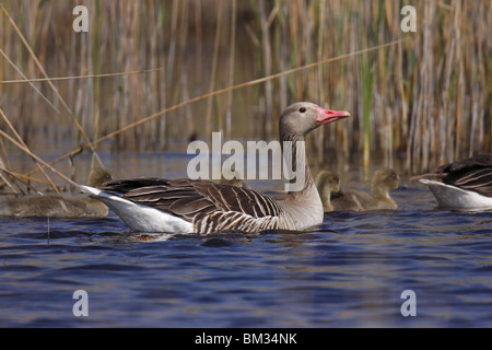 Gourmet, Graugans, Gans Stockfoto