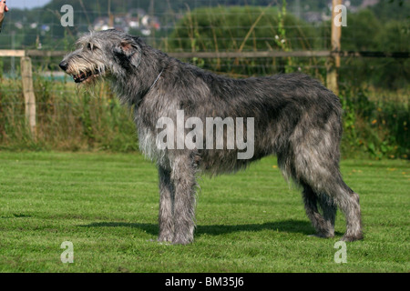 Stehender Irischer Wolfshund / Irish Wolfhound stehend Stockfoto