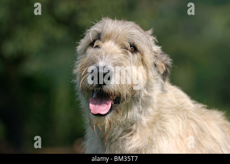 Irischer Wolfshund / Irish Wolfhound-Portrait Stockfoto