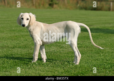 Stehender / Saluki stehend Stockfoto