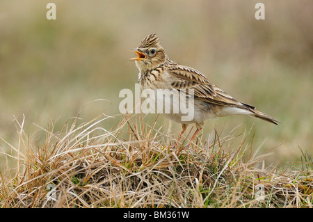 Feldlerche (Alauda Arvensis), Erwachsene thront auf dem Rasen während des Singens, Niederlande. Stockfoto