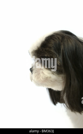 Seitenansicht der Shih Tzu Hund Face Stockfoto