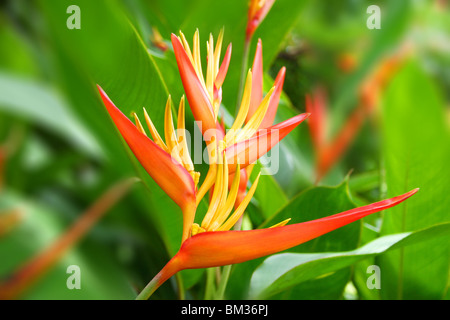 Bird of paradise, in der Nähe Stockfoto