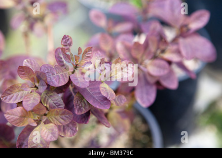 Cotinus Coggygria 'Royal Purple' Blatt detail Stockfoto