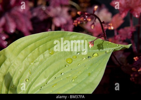 Wassertropfen auf einem Blatt Hosta, mit lila Heuchera hinter Stockfoto