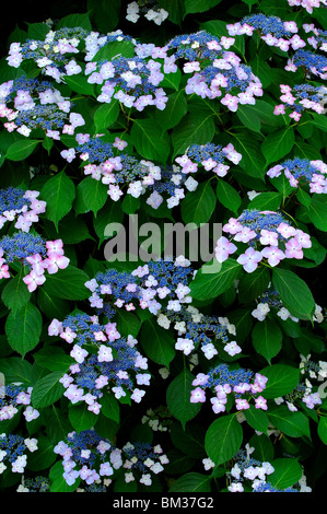 Hortensie Stockfoto