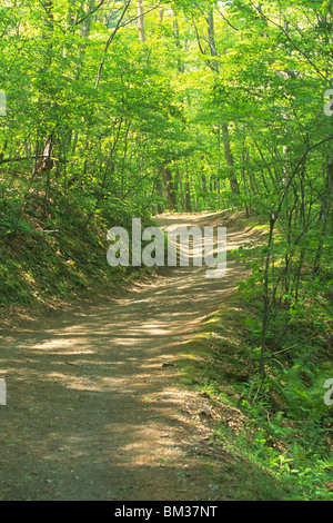 Der Weg in den Wald, Karuizawa, Präfektur Nagano, Honshu, Japan Stockfoto