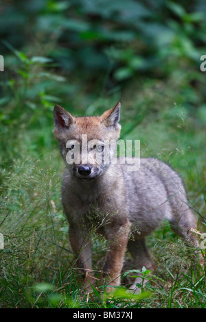 Wolf, Canis, Lupus, Jung, Welpe, jungtier Stockfoto