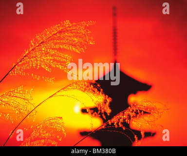 Silhouette der Pagode und Japanische silber Gras Stockfoto