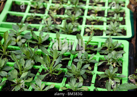 Sämlinge wachsen im exotischen Garten des werden Giles in Norfolk, England Stockfoto