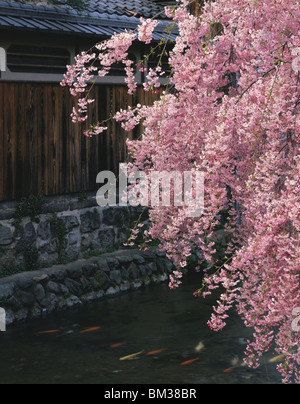 Shirakawa Fluss, Gion, Präfektur Kyoto, Honshu, Japan Stockfoto