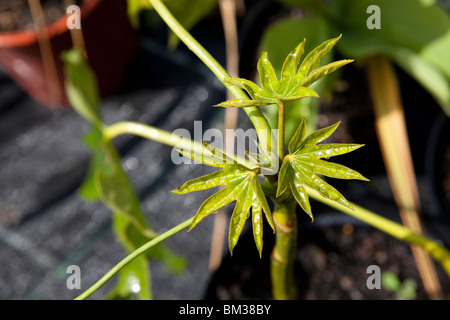 Jungtiere auf ein Fatsia Japonica immergrüner Strauch - Blatt detail Stockfoto
