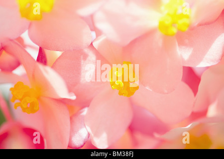 Nahaufnahme von Begonia, full frame Stockfoto