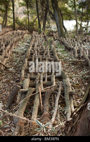 Shiitake-Pilz-Anbau in Japan Stockfoto